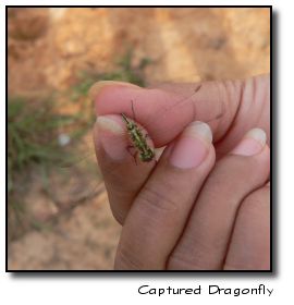 Srey holding captured dragonfly
